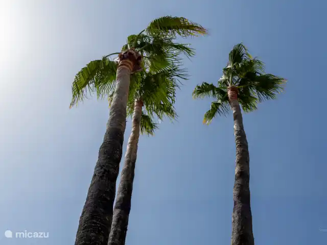 Wuivende palmen bij aankomst